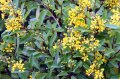 Galphimia glauca malpighiaceae - 2 à 3m